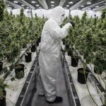 El uso de cannabis ha aumentado con la legalización y los bloqueos de COVID, dice un informe de la ONU