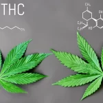 CBD vs THC ¿Cuál es la diferencia?